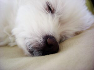 犬が膝の上で熟睡するのは甘えじゃない 飼い主を下に見てるってホント グルメ 生活