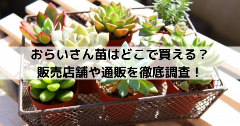 おらいさん苗はどこで買える 販売店舗や通販を徹底調査